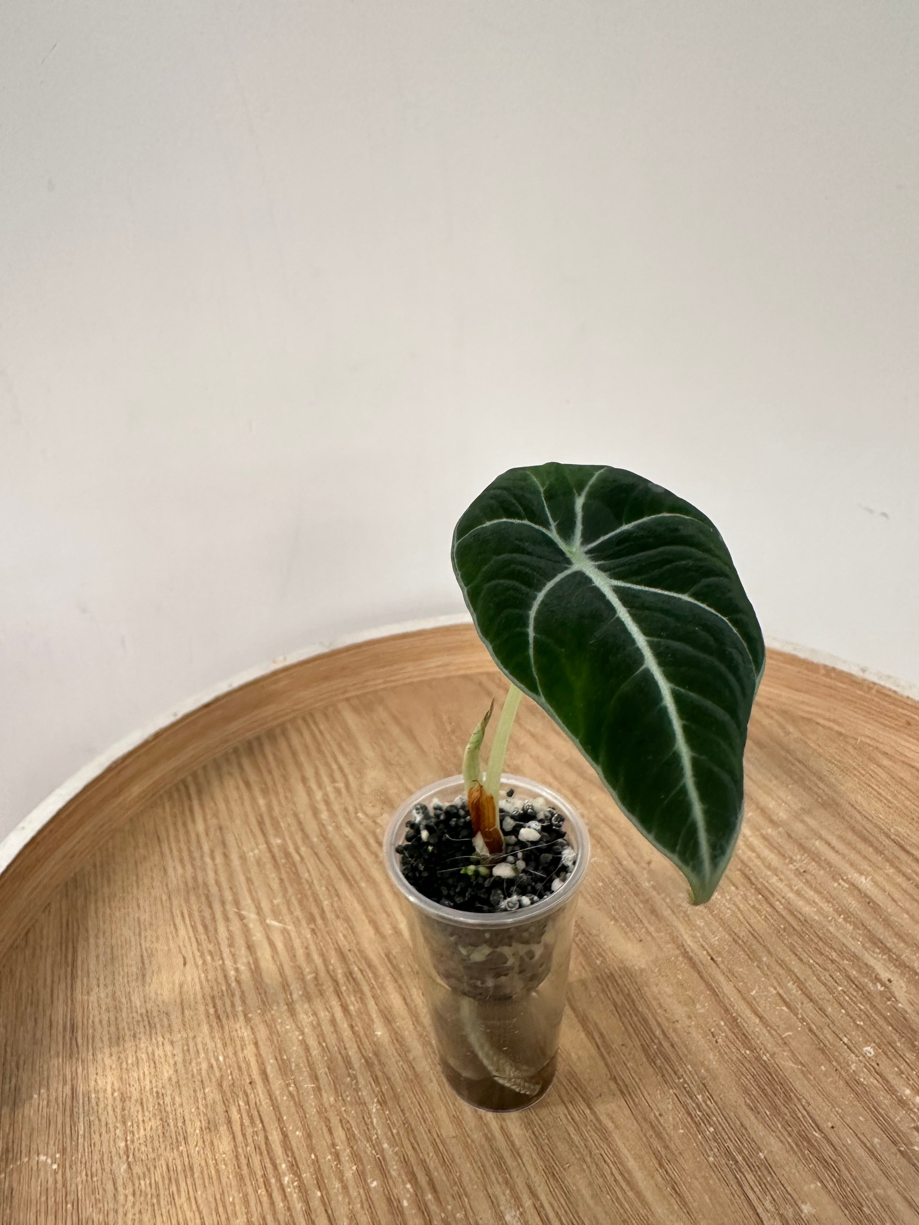 Alocasia Black Velvet
