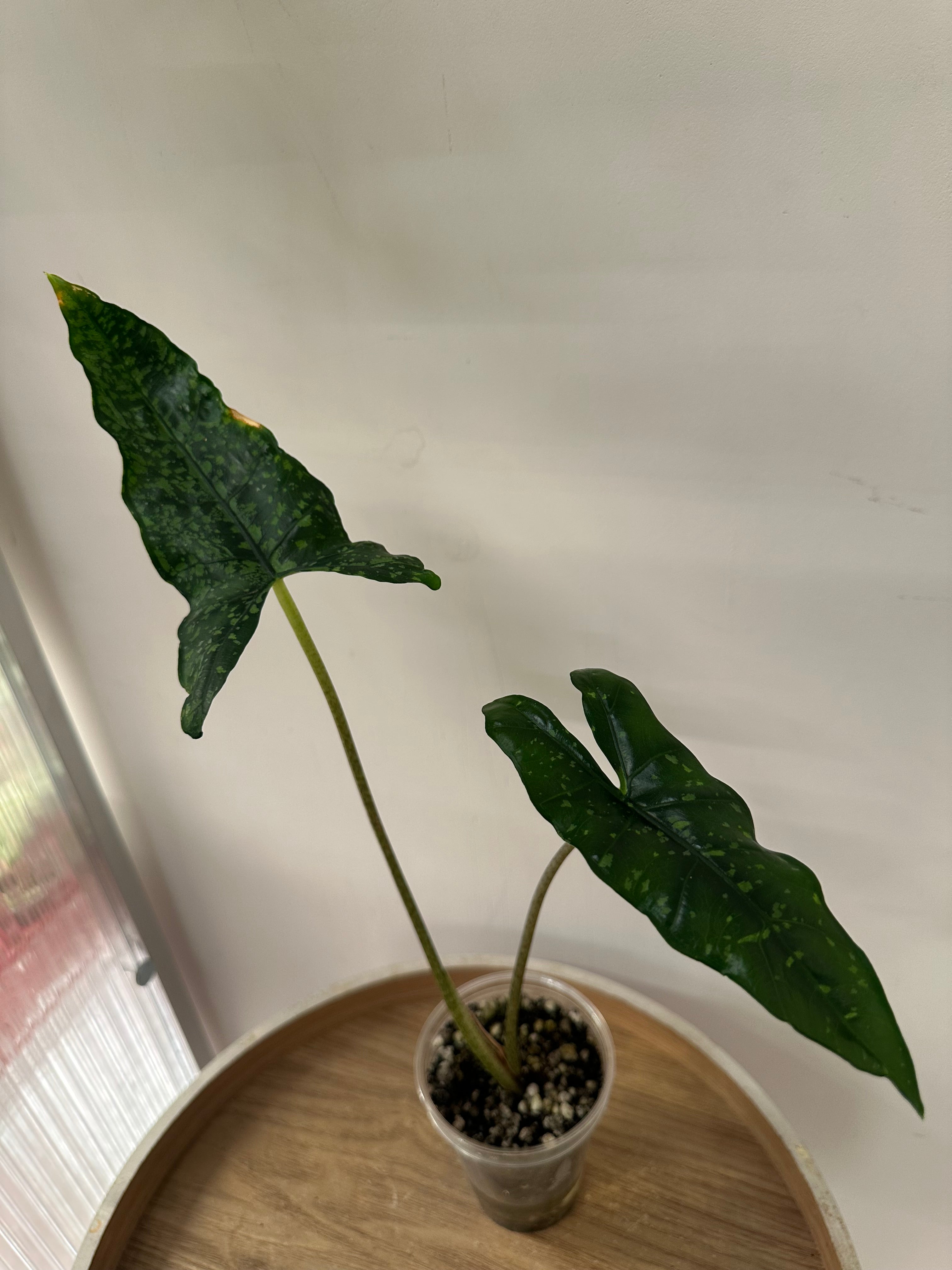 Alocasia Shattered Glass