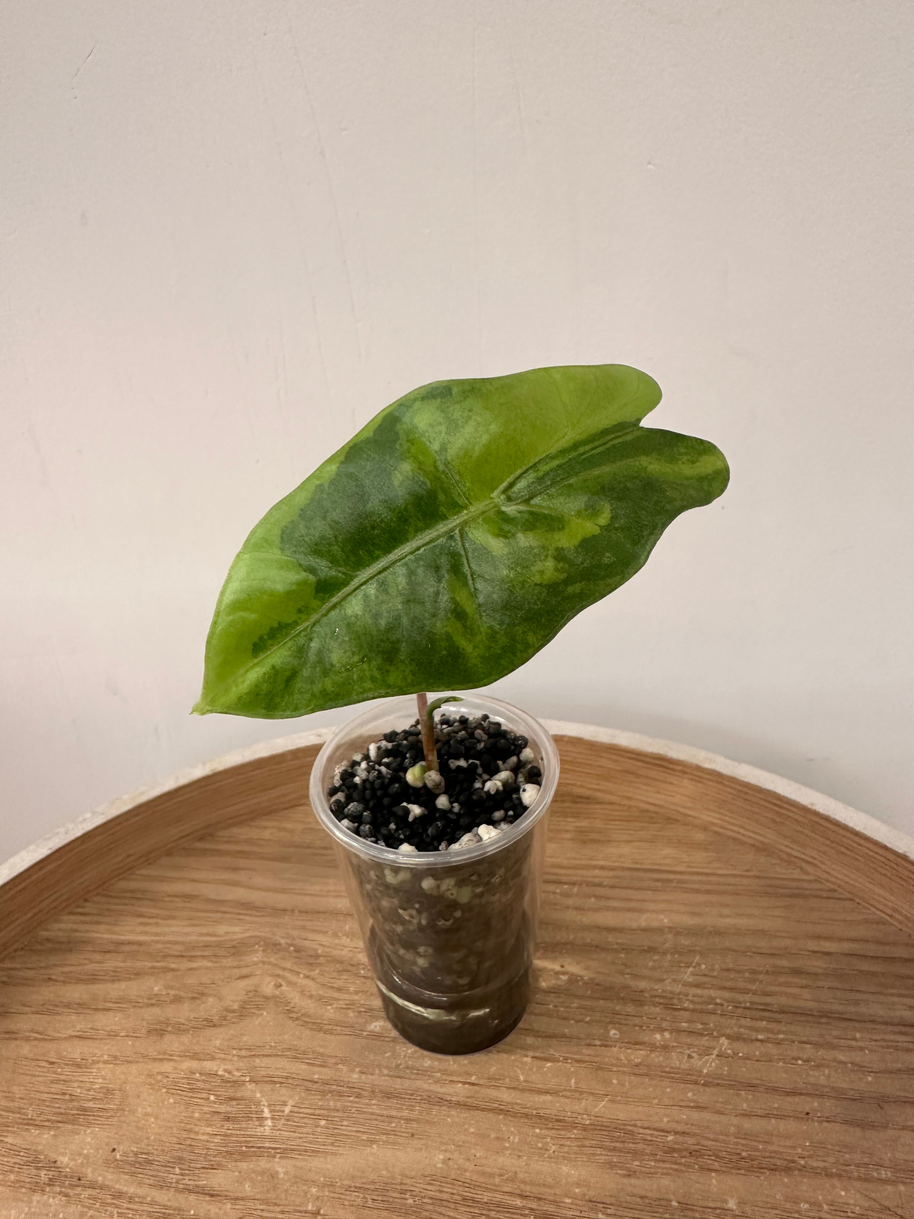 Alocasia Pseudosanderiana Aurea