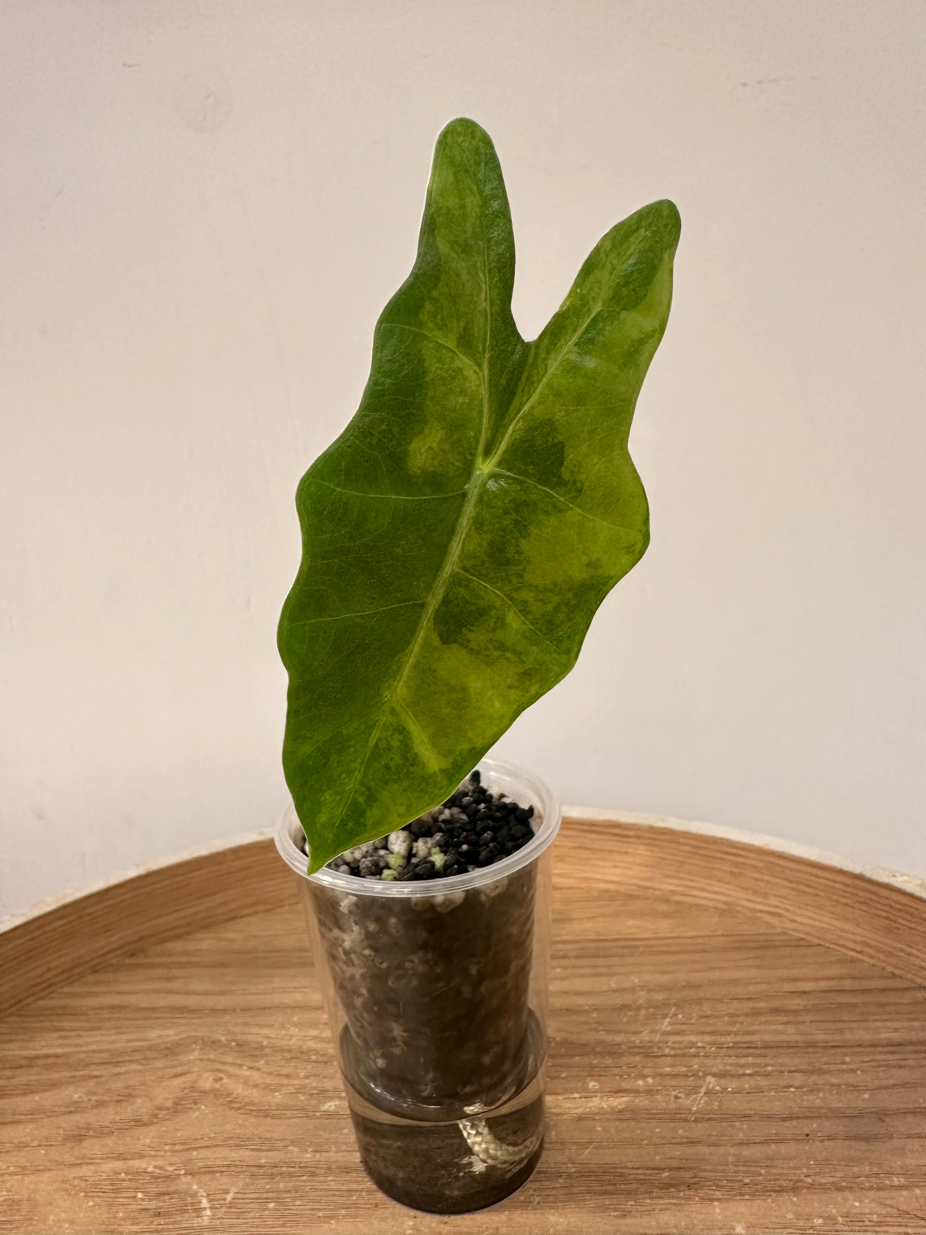 Alocasia Pseudosanderiana Aurea