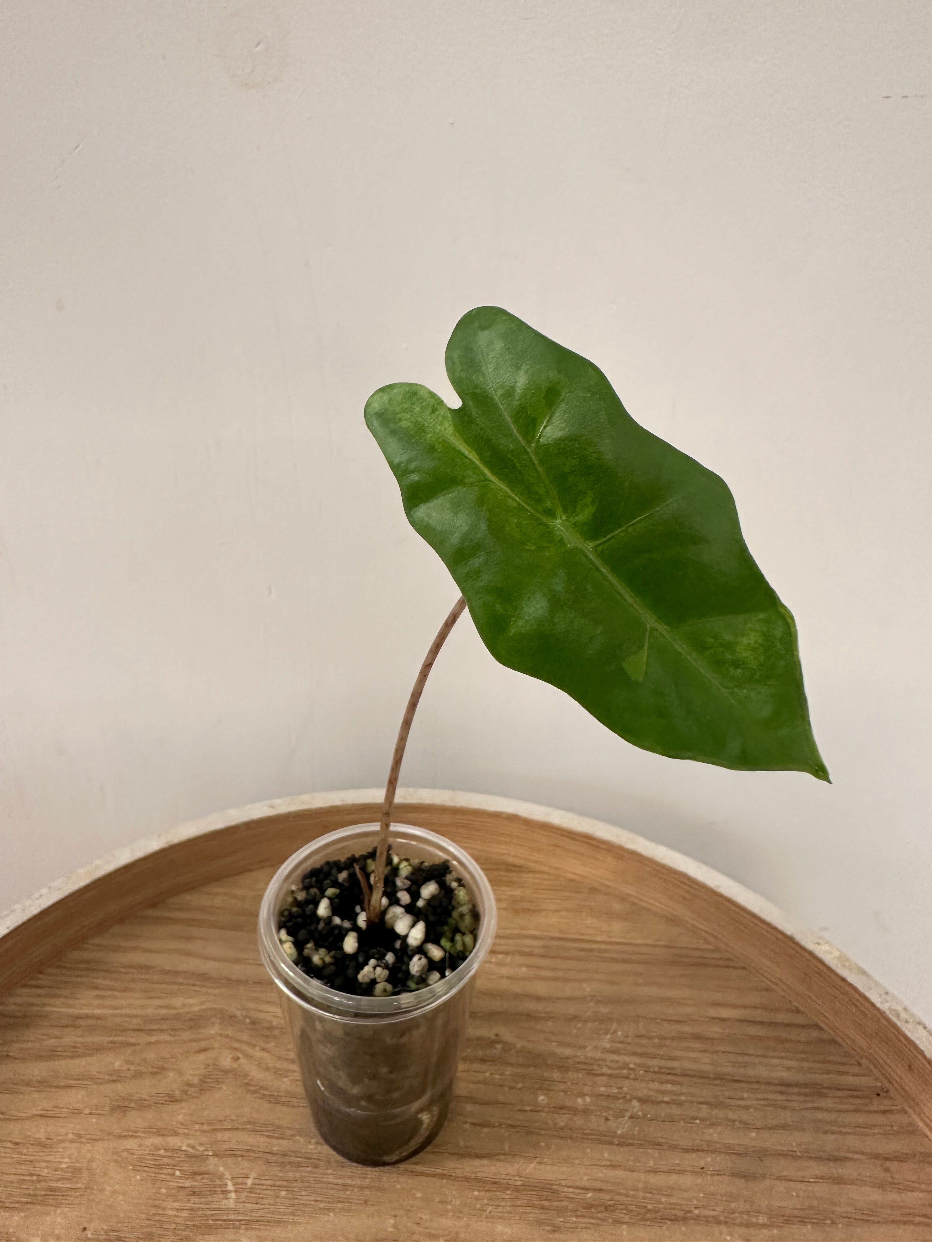 Alocasia Pseudosanderiana Aurea