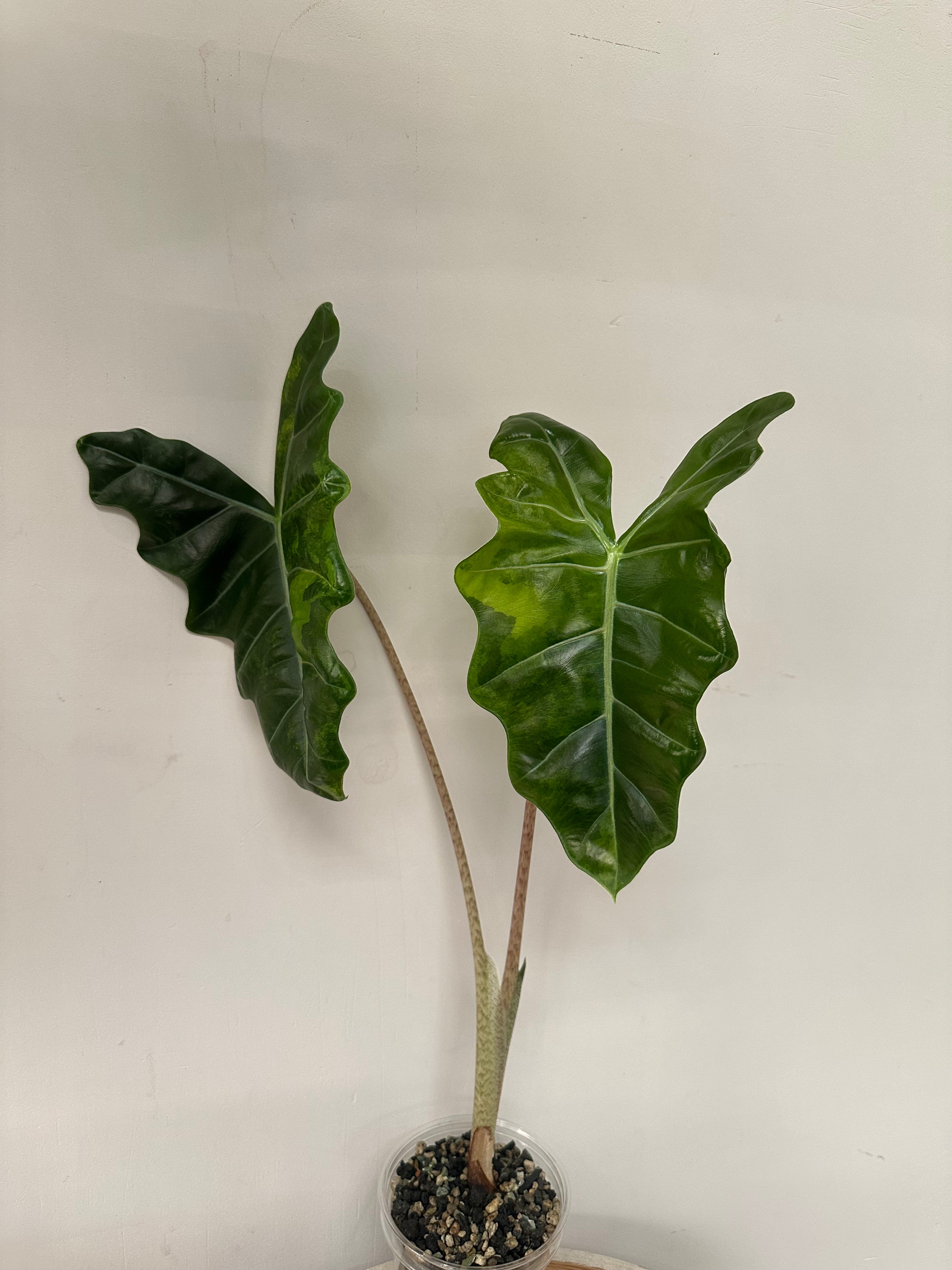 Alocasia Pseudosanderiana Aurea