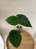 Maharani Variegata (low variegation)