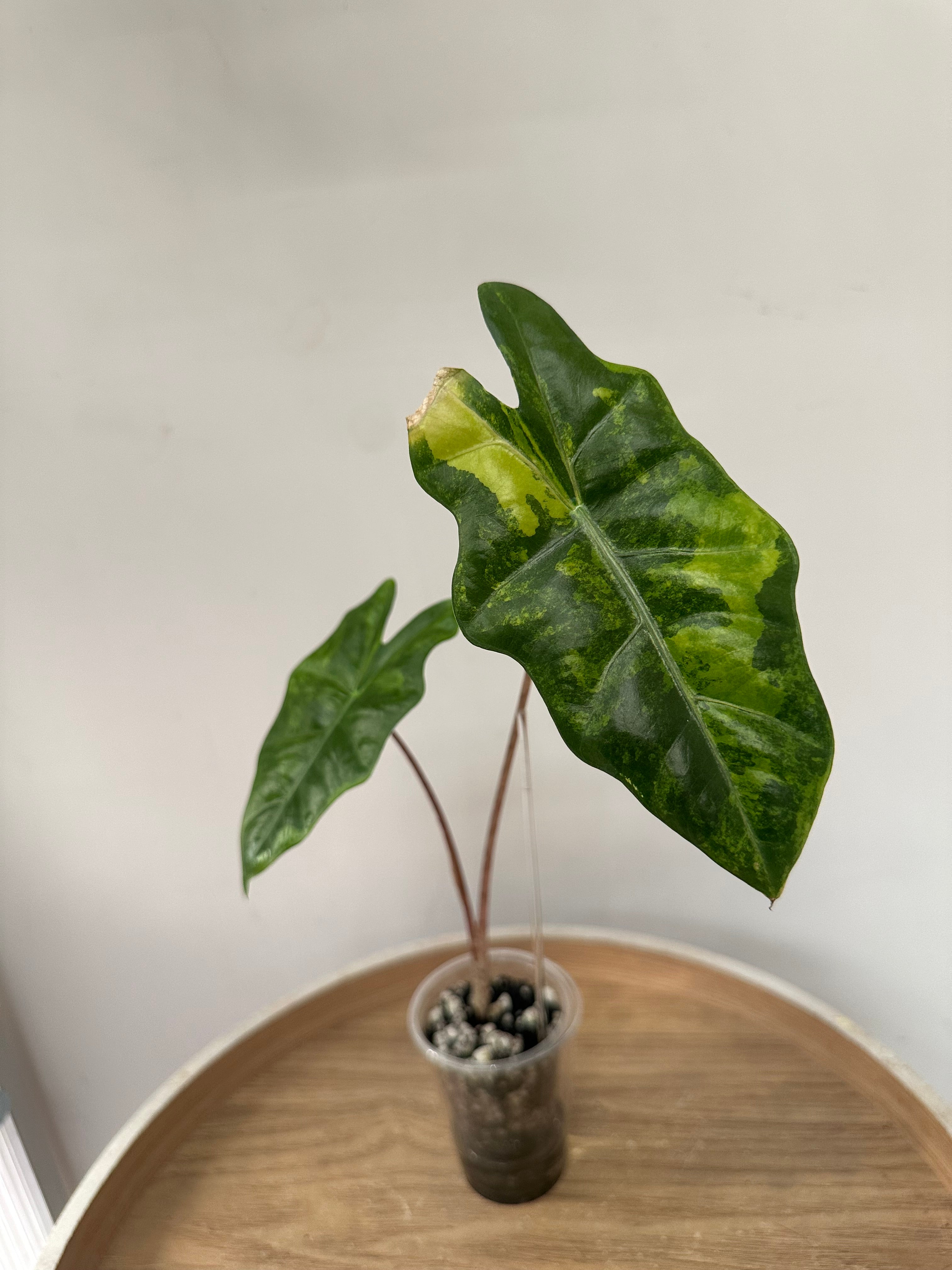 Alocasia Pseudosanderiana Aurea