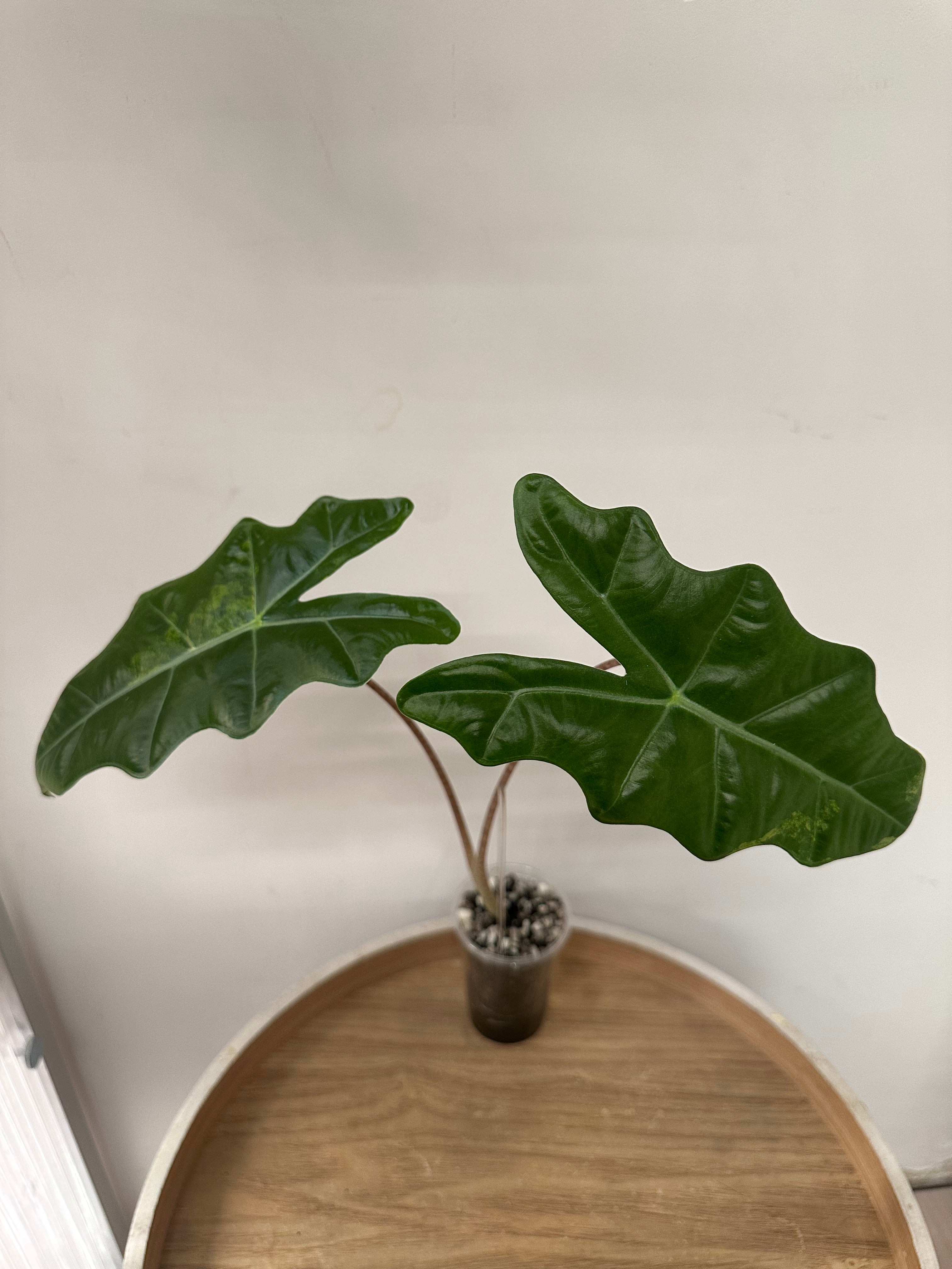Alocasia Pseudosanderiana Aurea