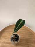 Alocasia Bambino