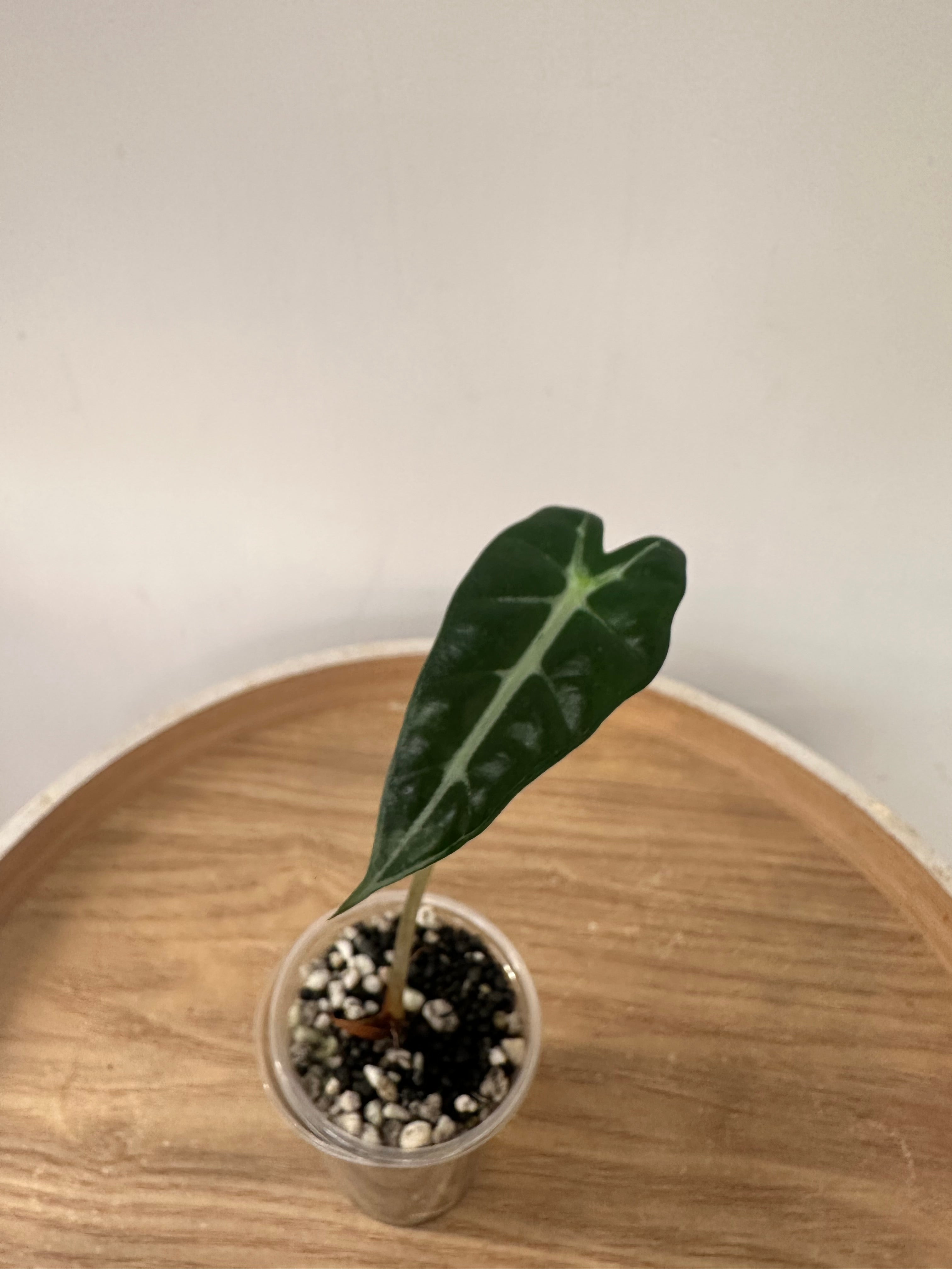 Alocasia Bambino