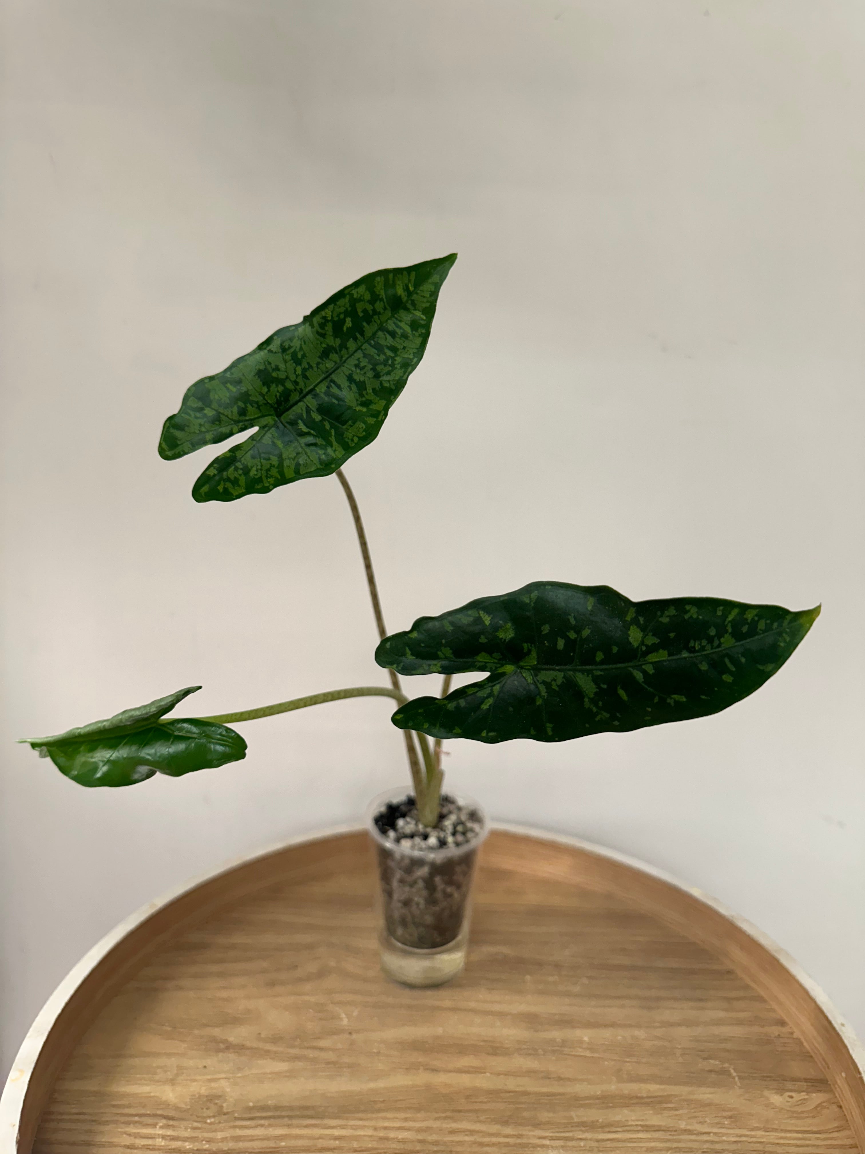 Alocasia Shattered Glass