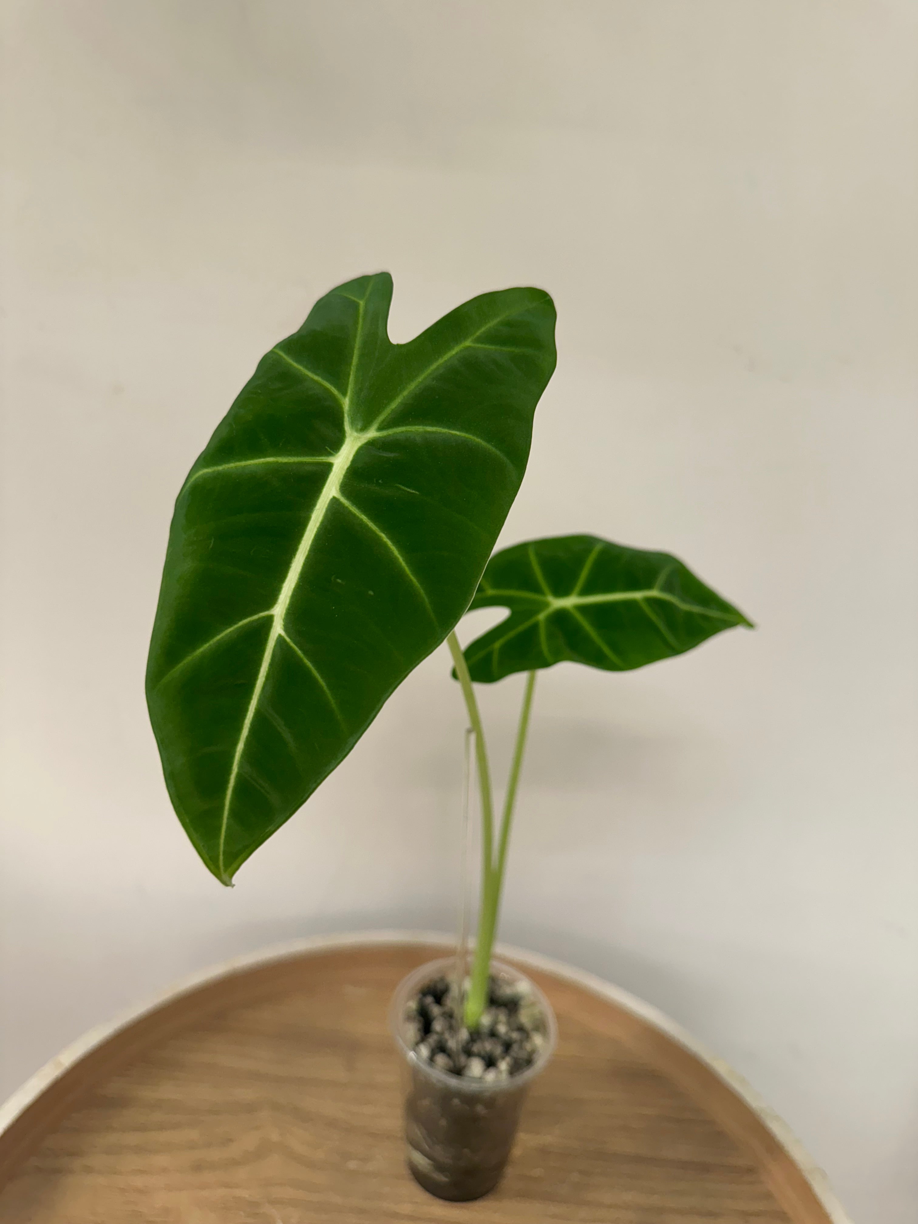 Alocasia Micholitziana