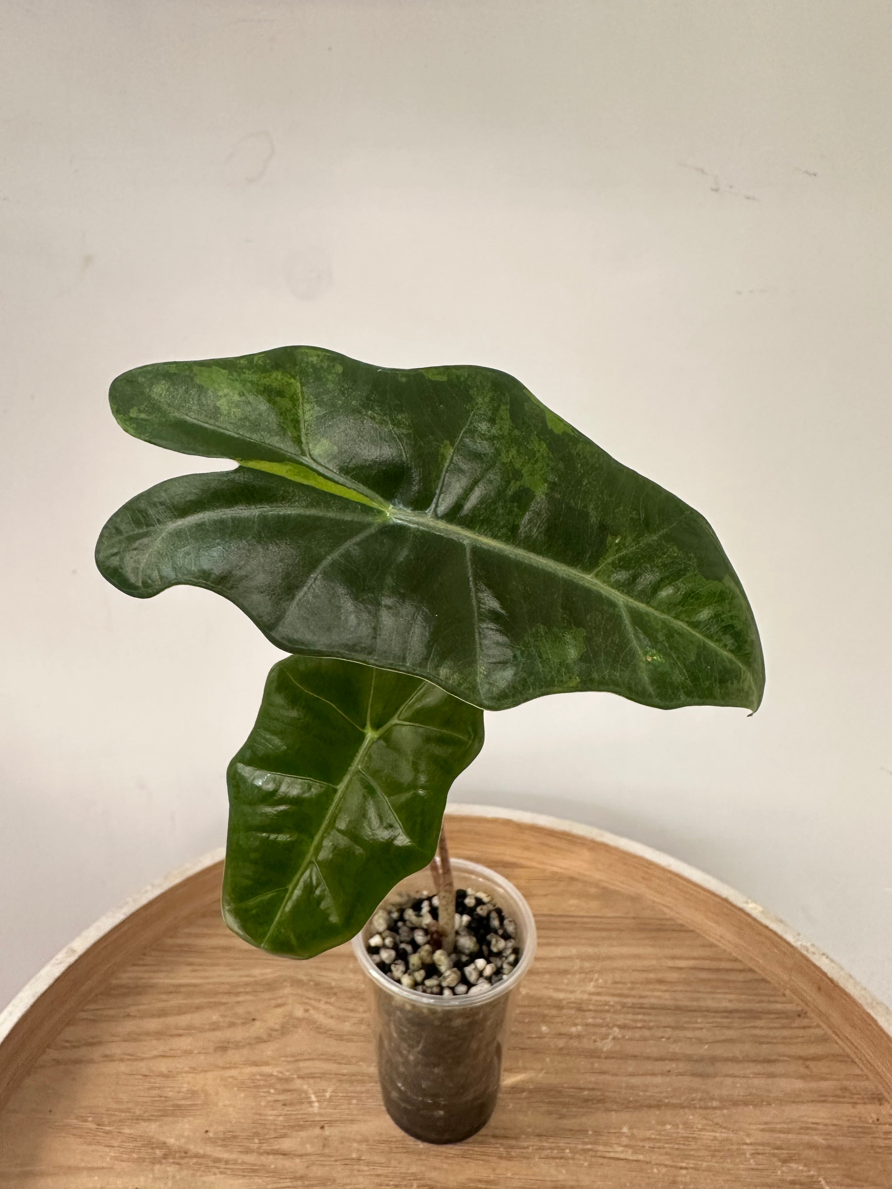 Alocasia Pseudosanderiana Aurea