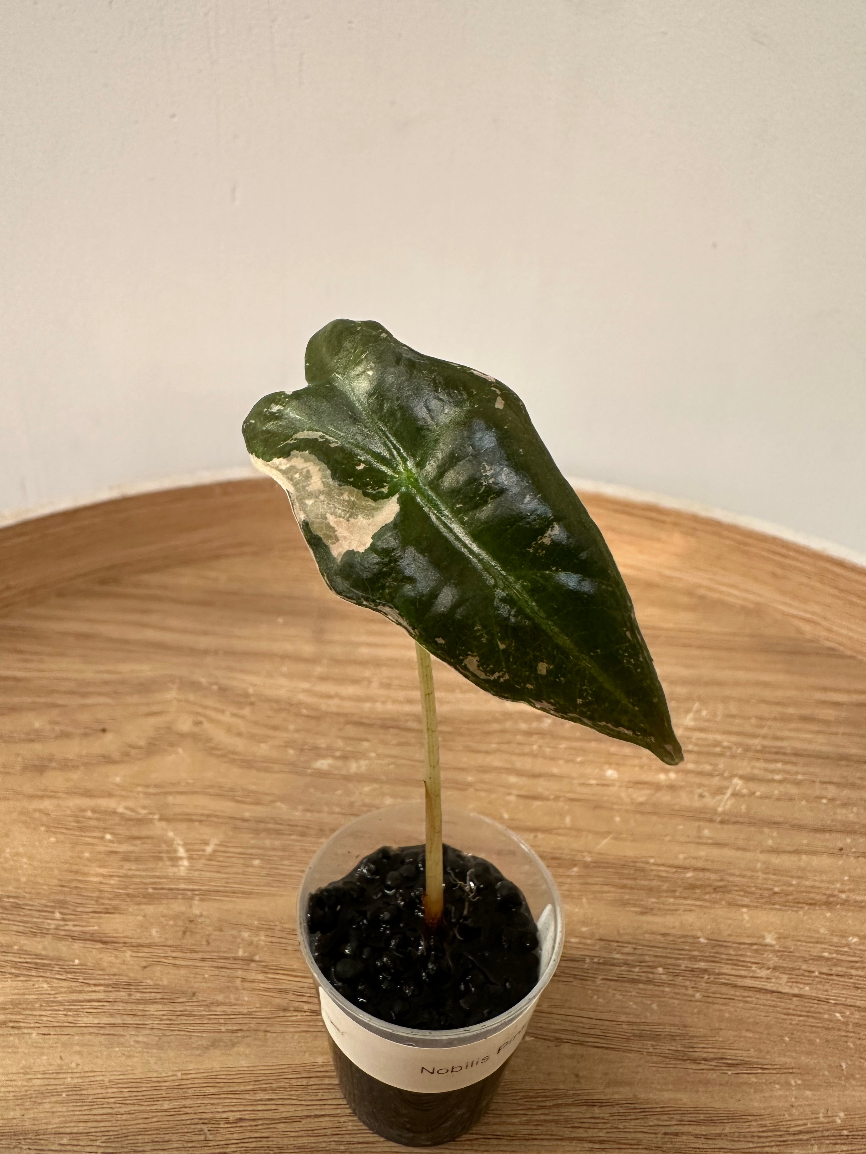 Alocasia Nobilis Pink