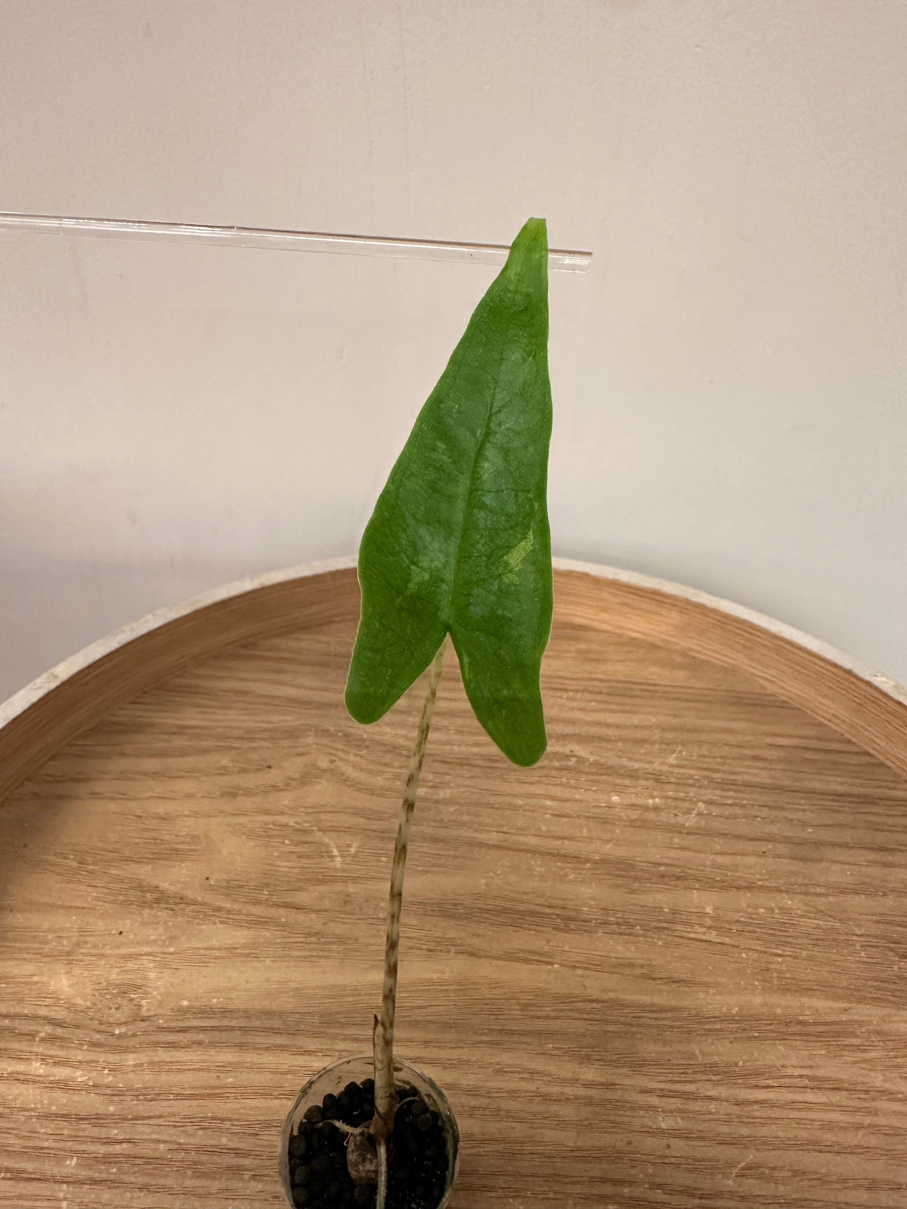 Alocasia Zebrina Reticulata