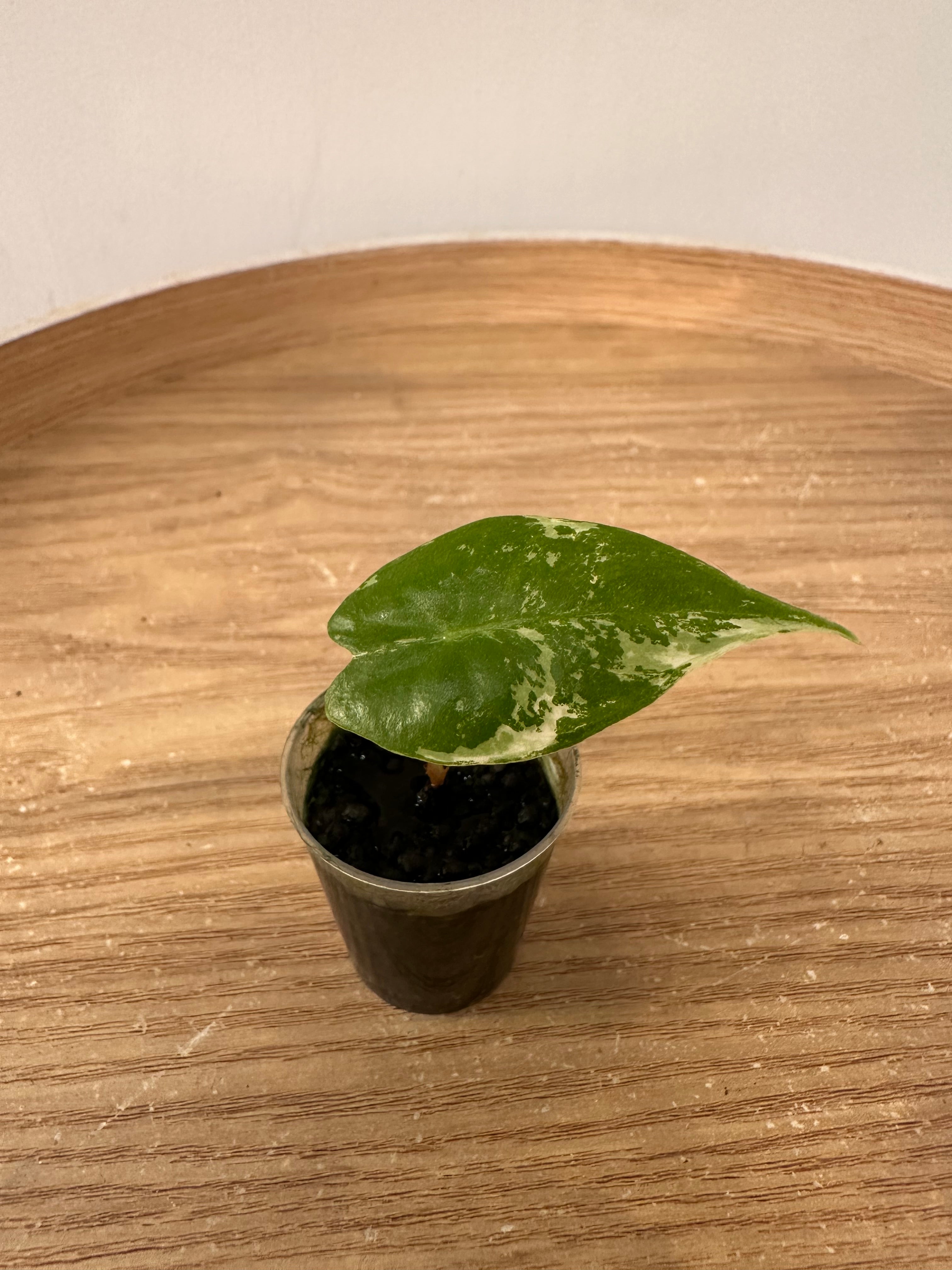 Alocasia Pink Dragon Albo