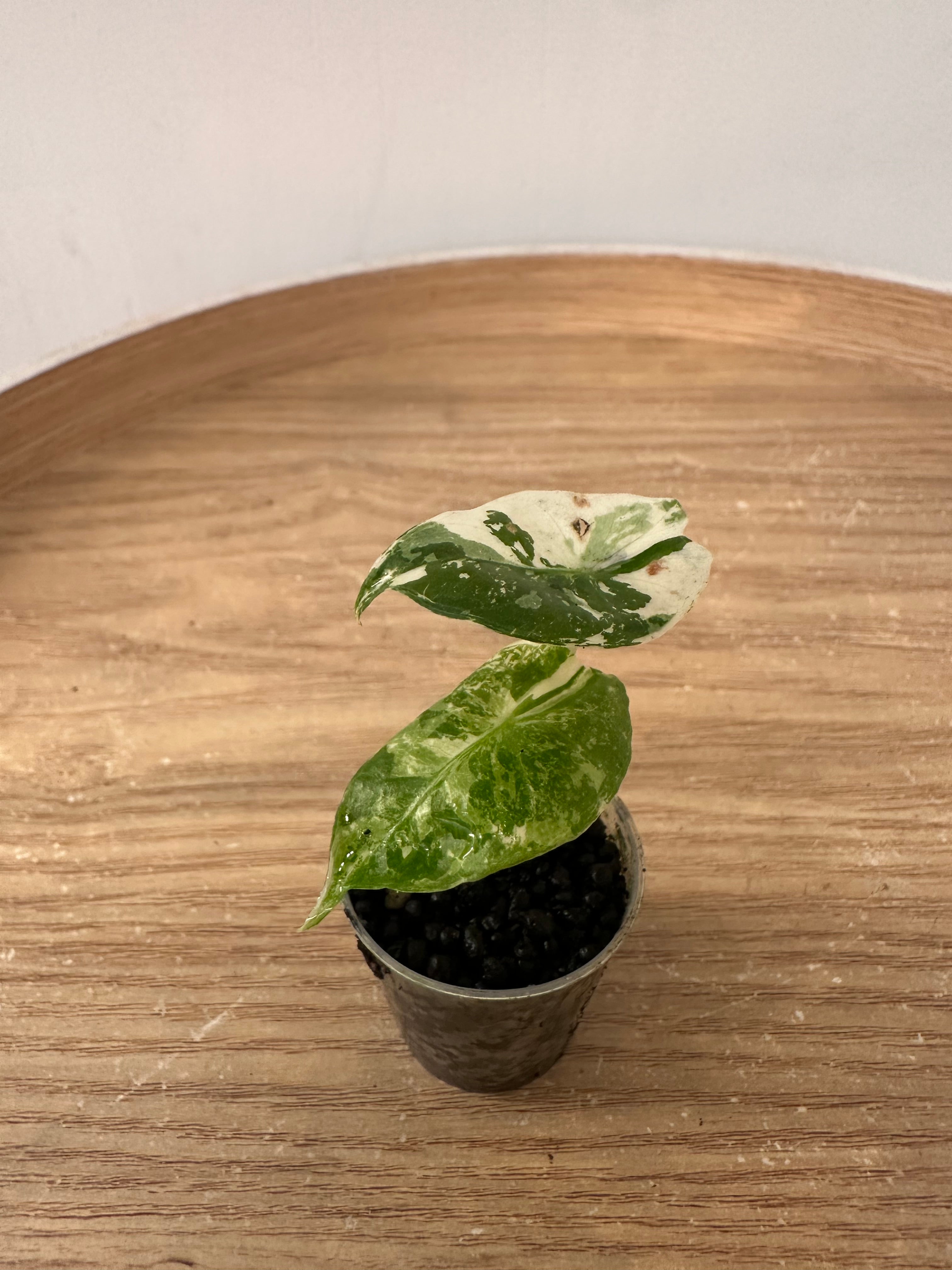 Alocasia Pink Dragon Albo