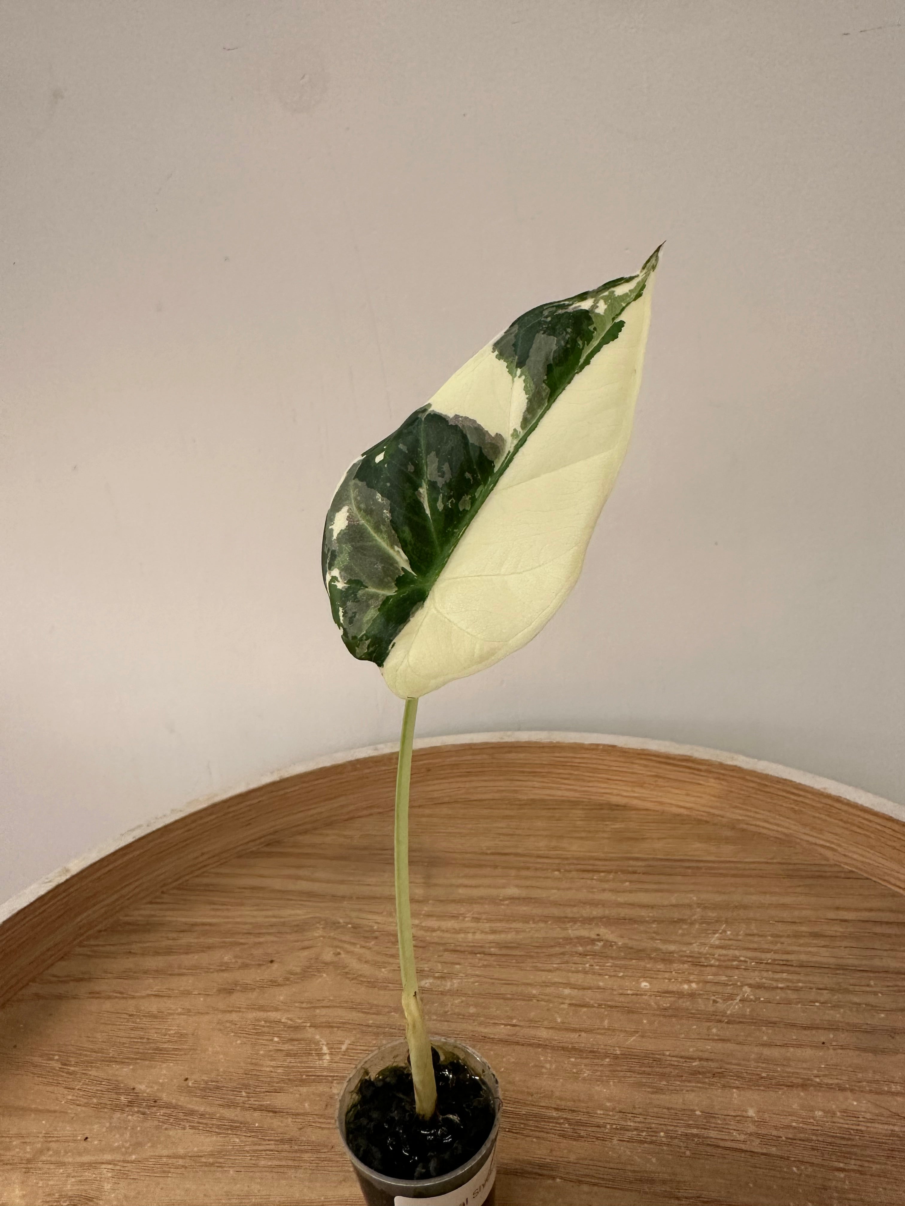 Alocasia Regal Shield Albo