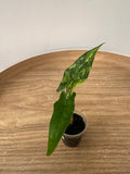 Alocasia Sabrina Narrow Aurea