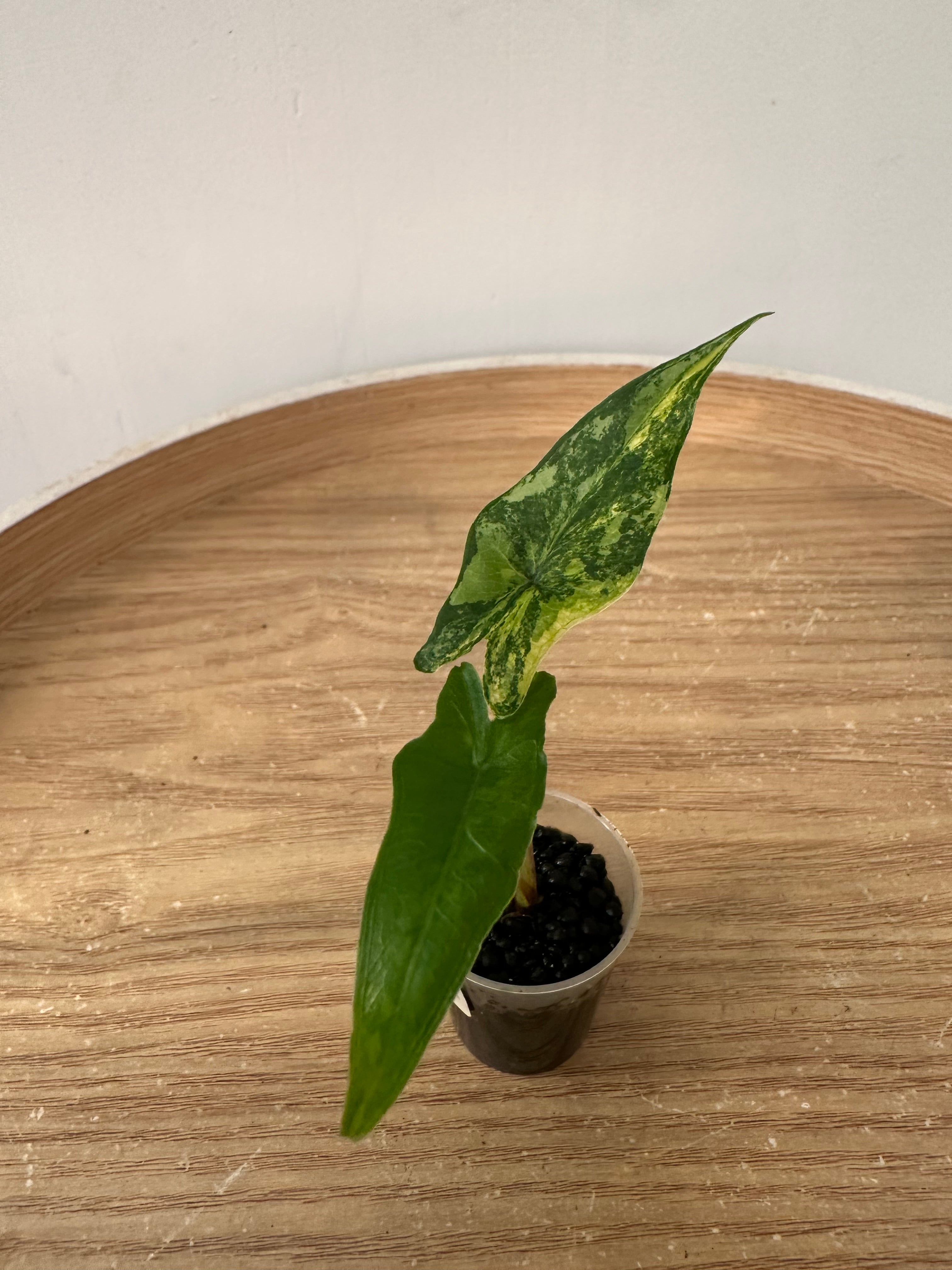 Alocasia Sabrina Narrow Aurea