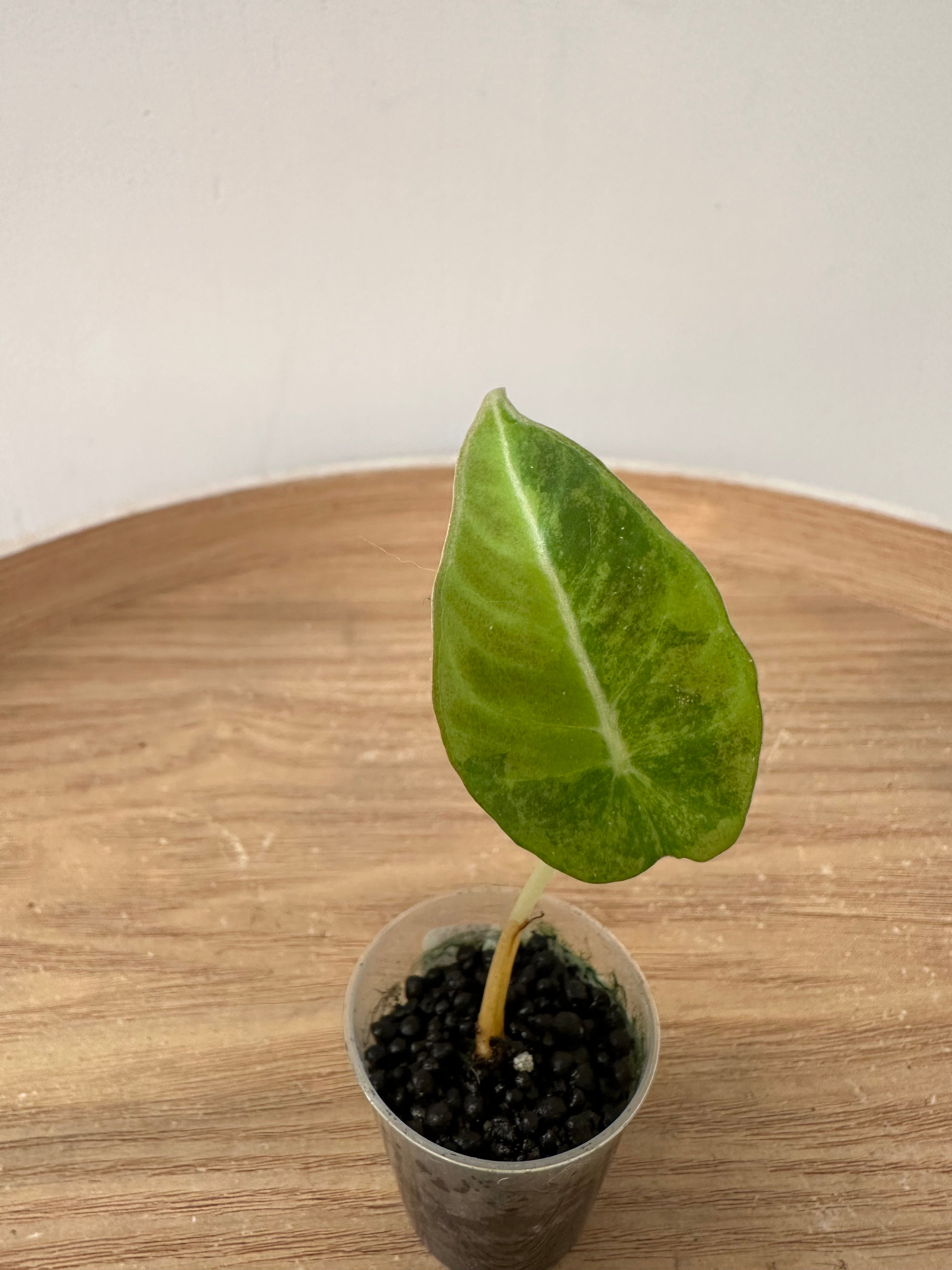 Alocasia Black Velvet Gold