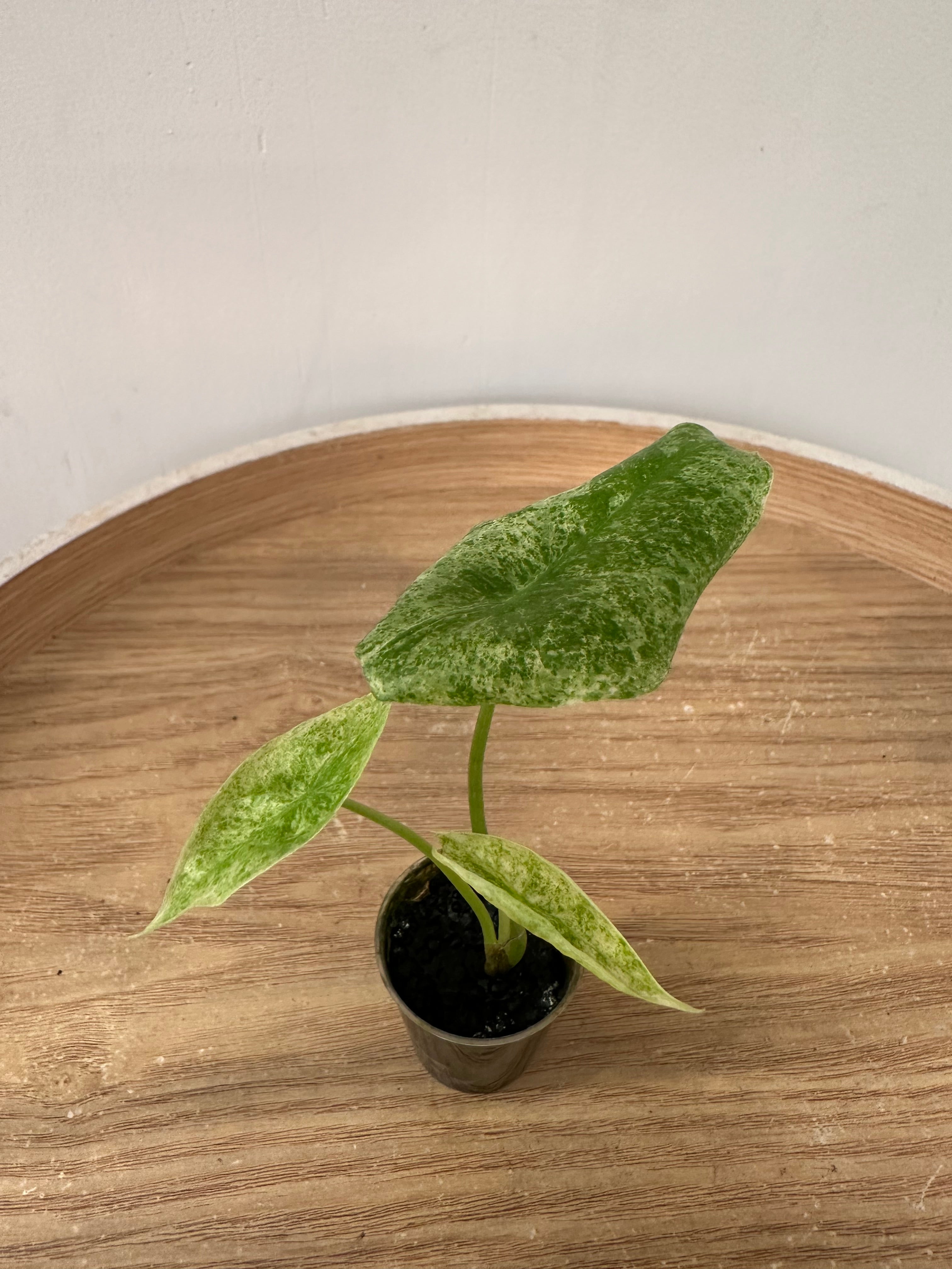 Alocasia Longiloba Mottled