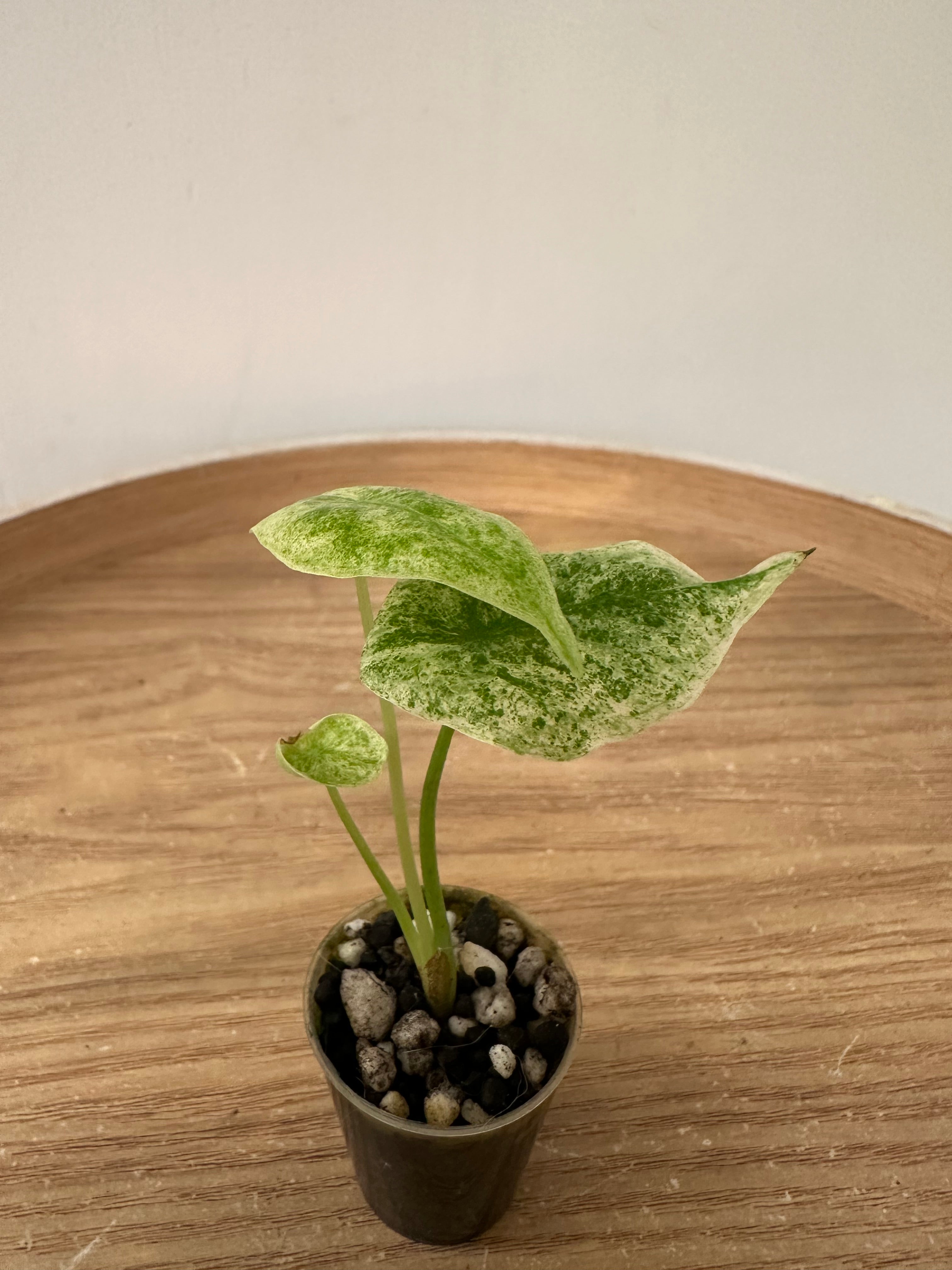 Alocasia Longiloba Mottled