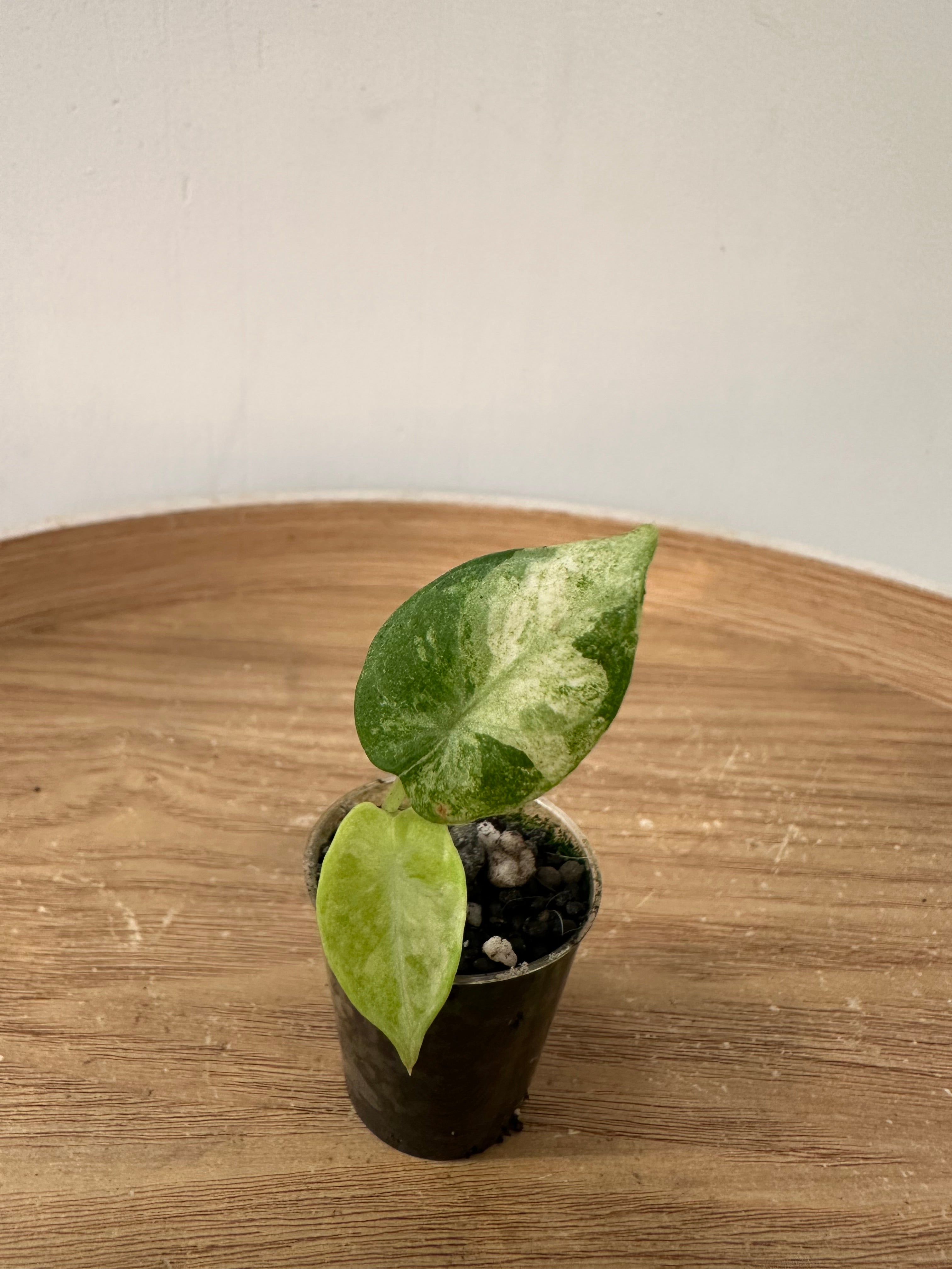Alocasia Ninja Tricolor