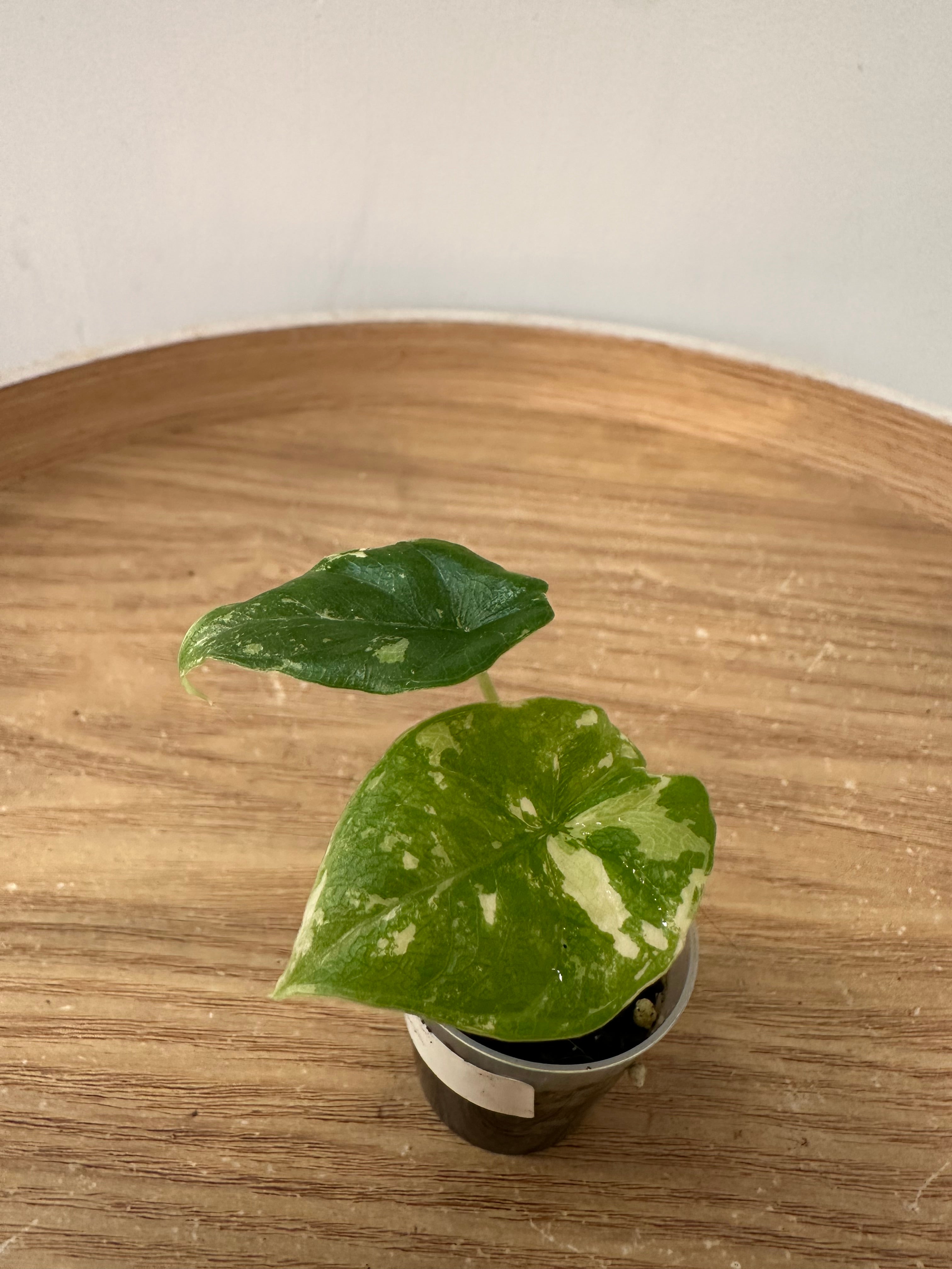 Alocasia Melo Albo