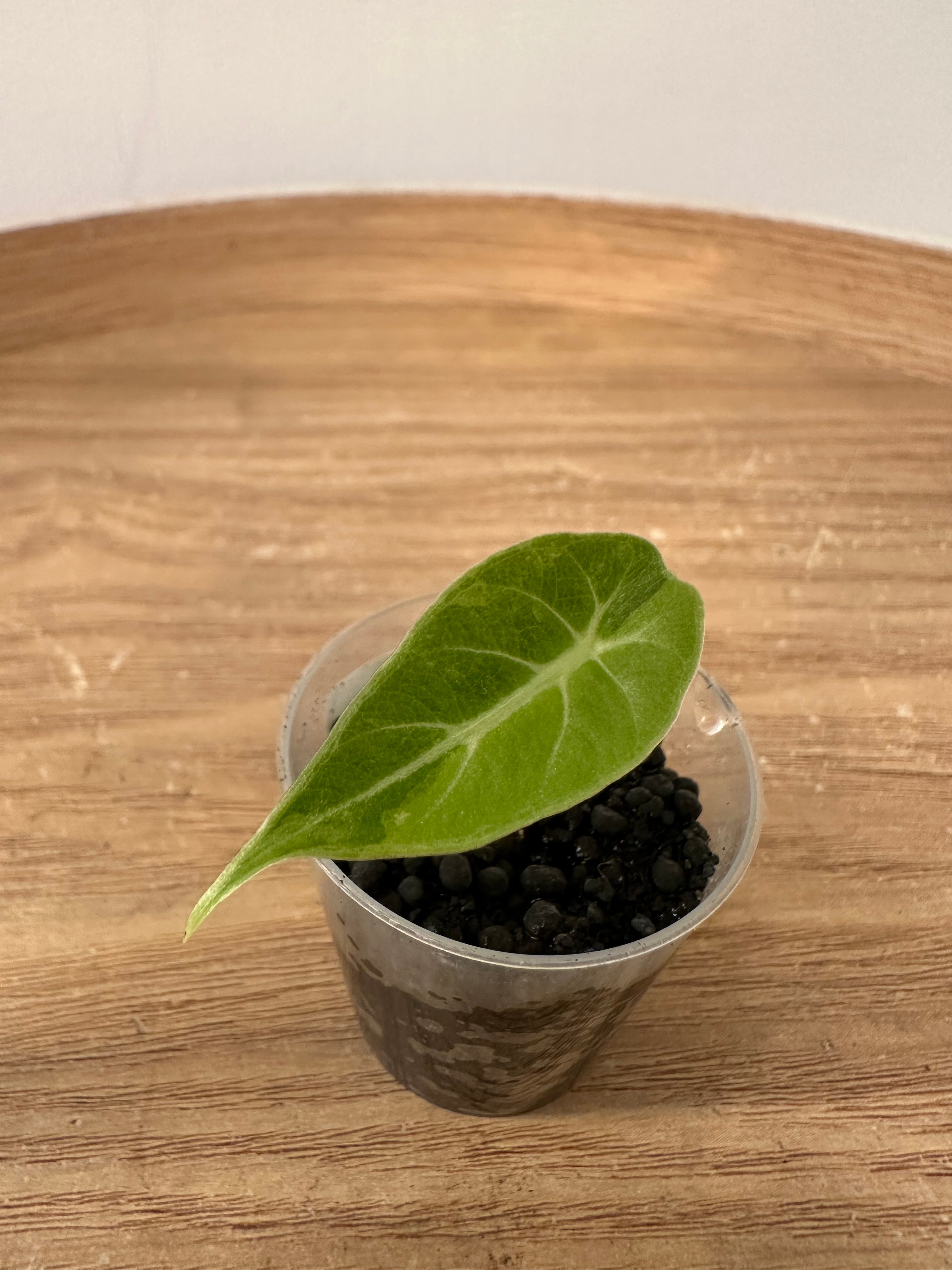 Alocasia Watsoniana Variegata