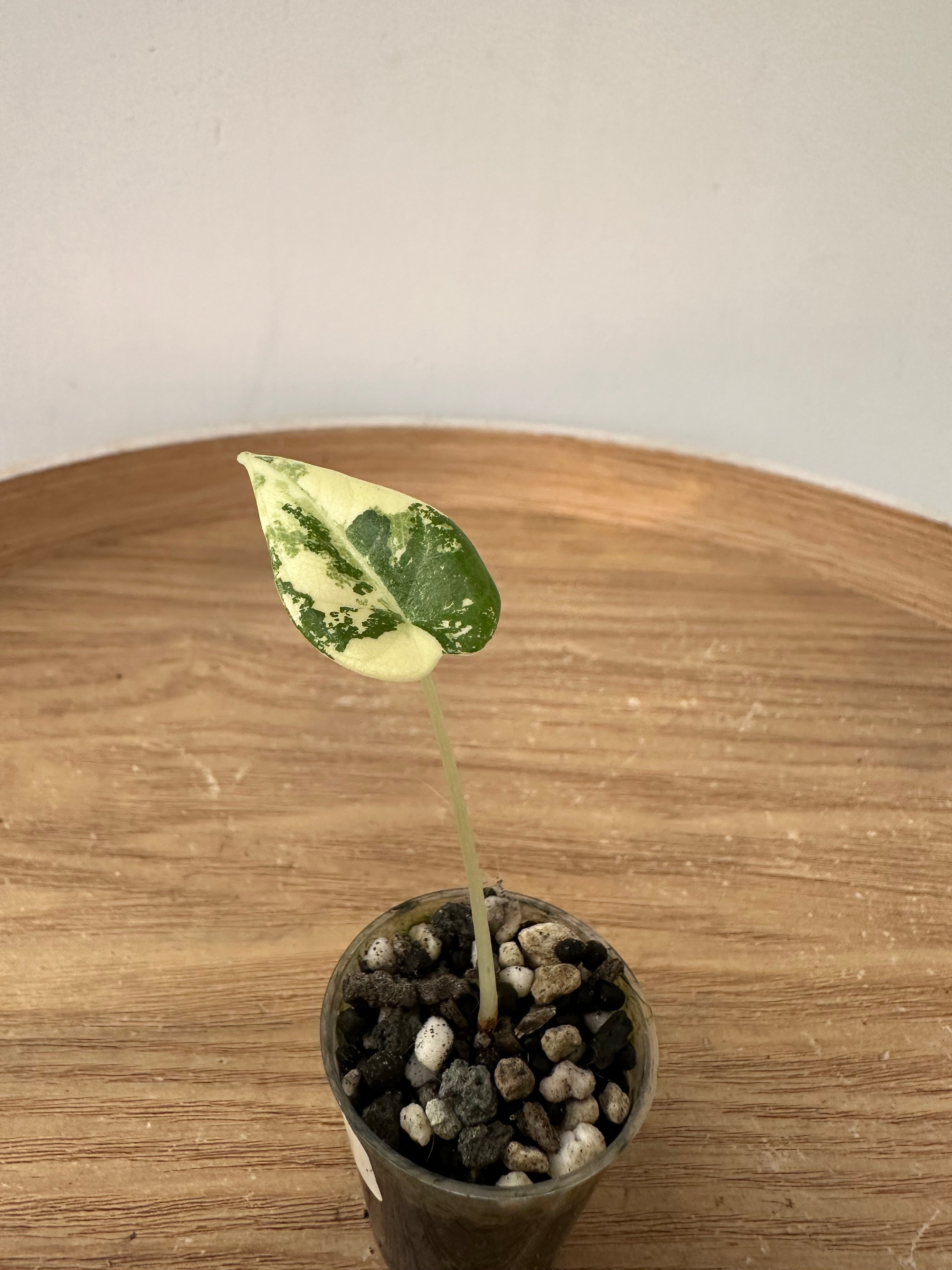 Alocasia Maharani Albo