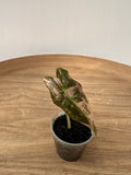 Alocasia Nobilis Pink