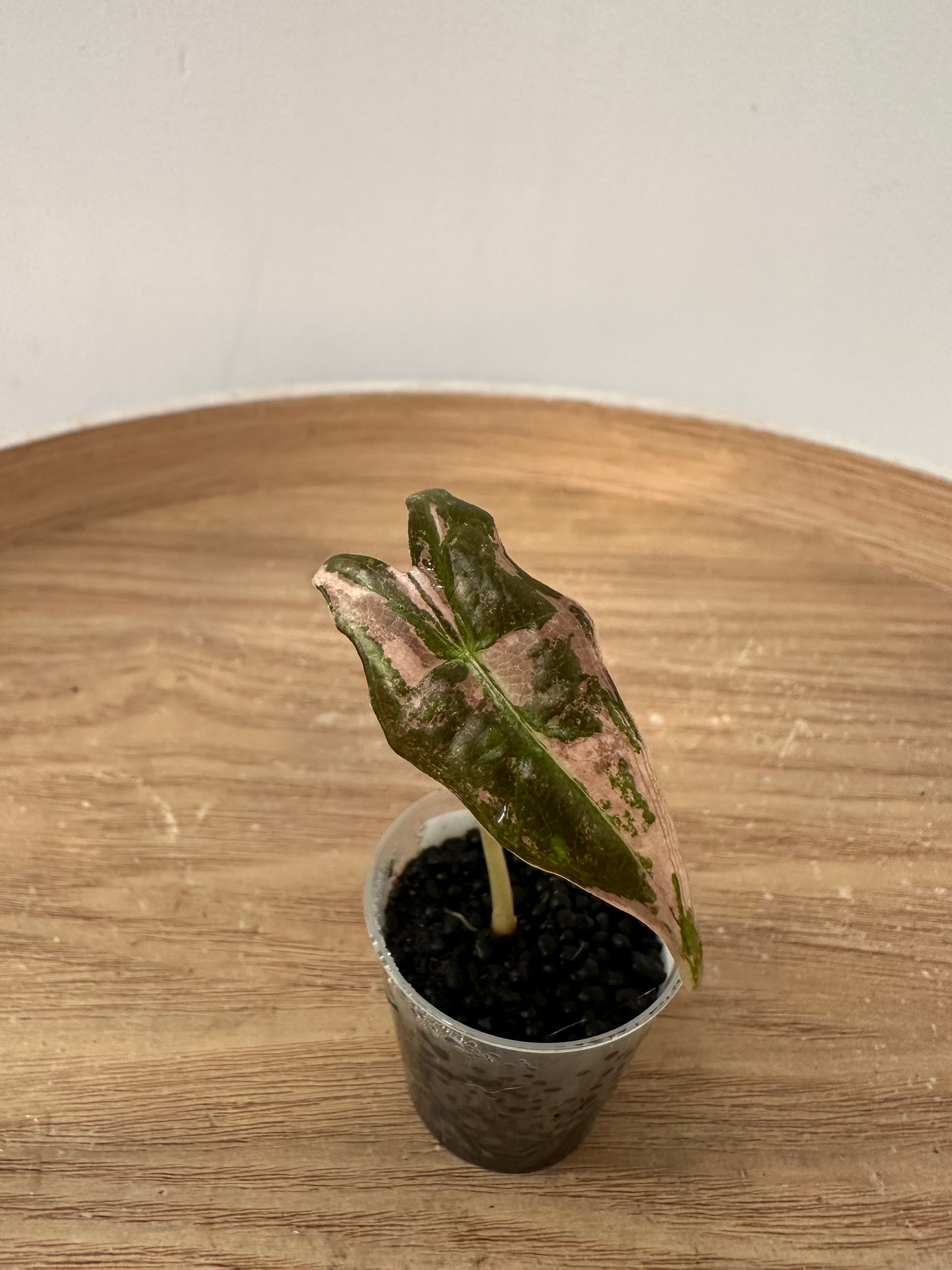 Alocasia Nobilis Pink