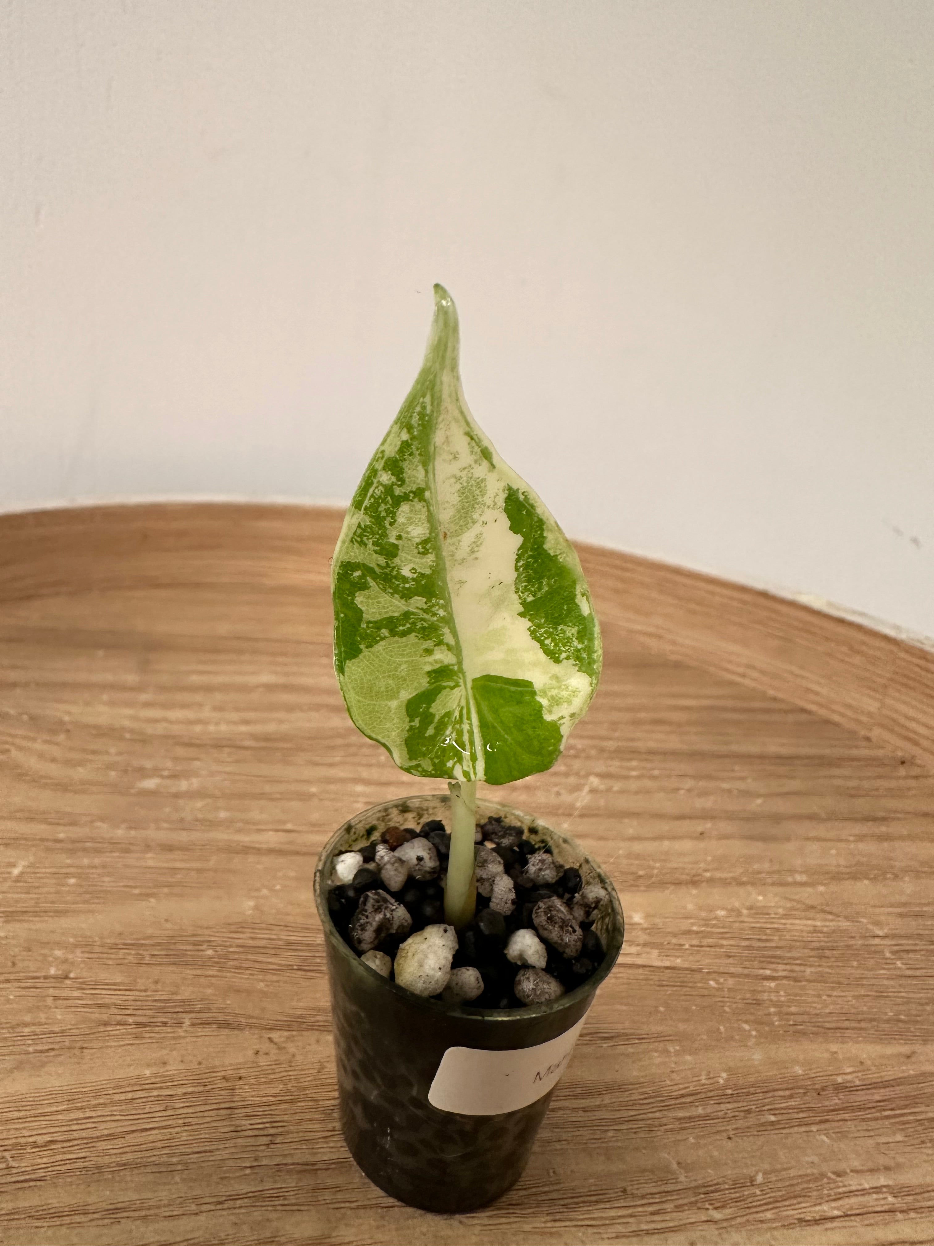Alocasia Maharani Albo