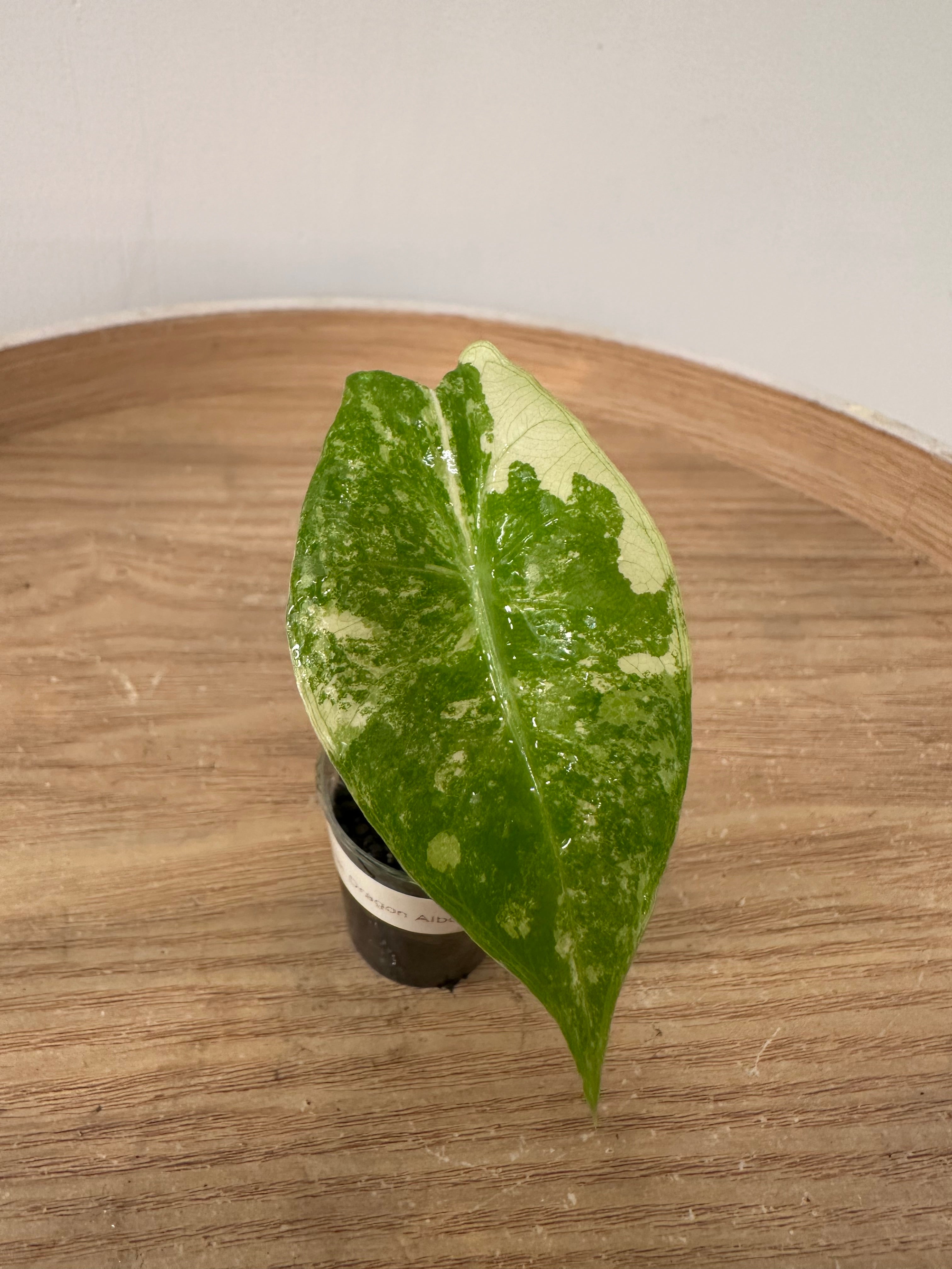 Alocasia Pink Dragon Albo