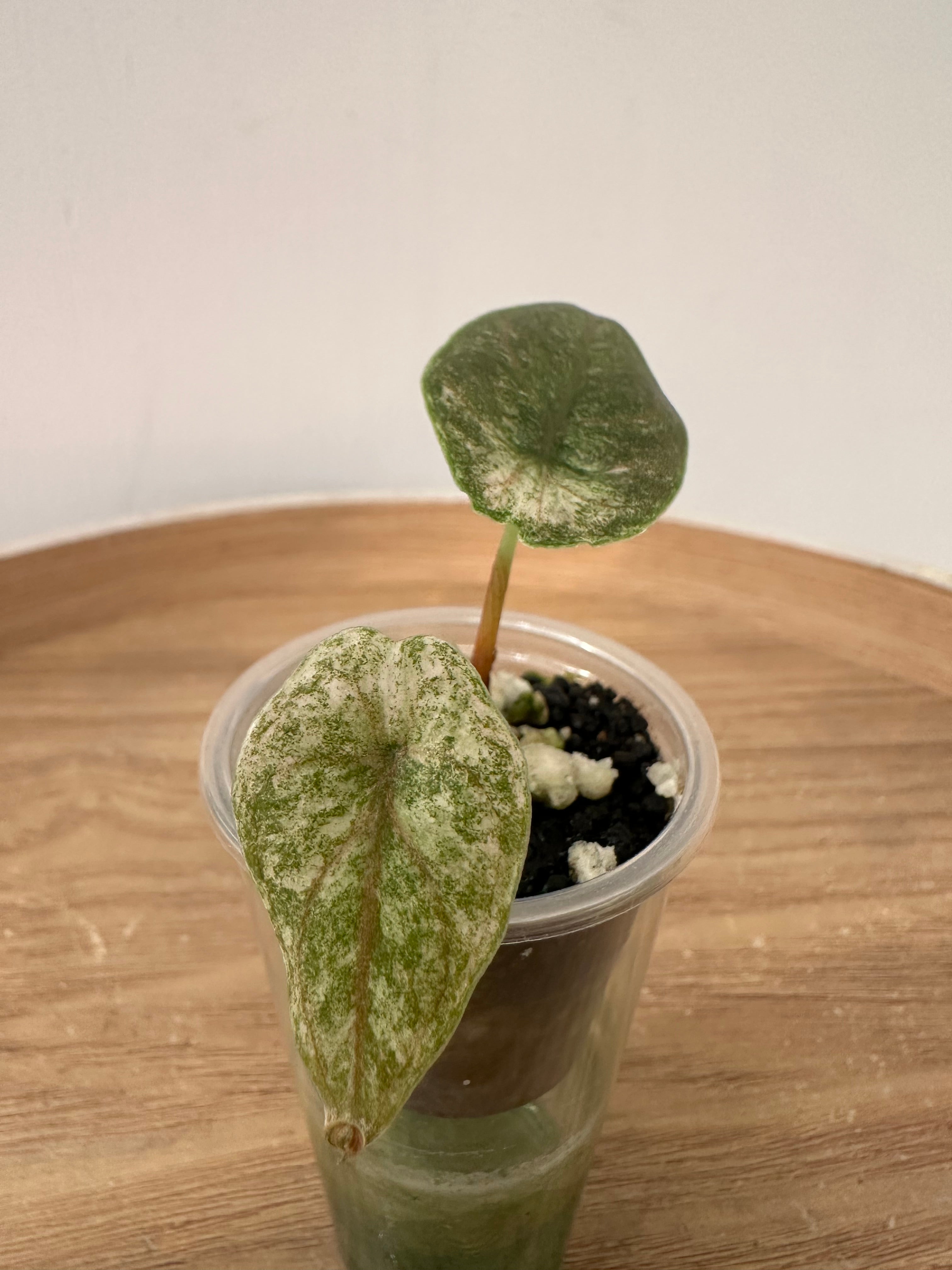 Alocasia Azlanii Pink Mint